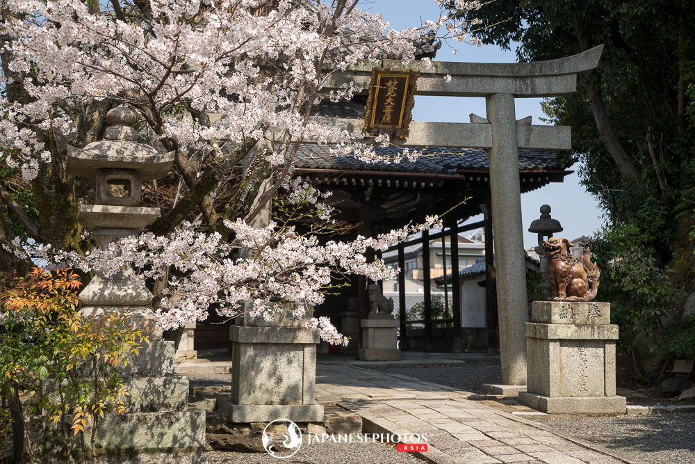 Myoko Shrine. Views and scenes in Kyoto during Spring cherry blossom season.